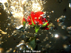 rose with dive bubble and light by Niky Šímová 